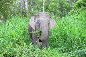 Borneensis: Borneo Elephant / Borneo Pygmy Elephant