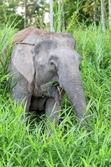 Borneensis: Borneo Elephant / Borneo Pygmy Elephant