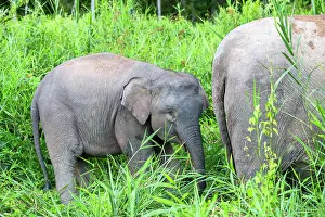 Borneensis: Borneo Elephant / Borneo Pygmy Elephant