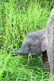 Borneensis: Borneo Elephant / Borneo Pygmy Elephant