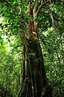 Ironwood: Borneo ironwood