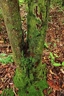 Ironwood: Borneo ironwood - Ulin