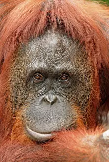 Borneo: Borneo Orangutan - female