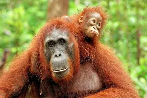 Borneo: Borneo Orangutan - female with baby