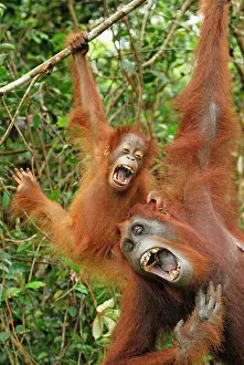 Laughing: Borneo Orangutan - female with baby