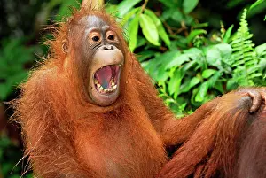 Borneo: Borneo Orangutan - juvenile