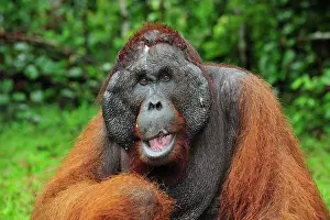 Scarred: Borneo Orangutan - male - Kusasi scarred