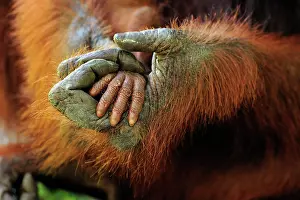 Babys: Borneo Orangutan - mother's and baby's hands