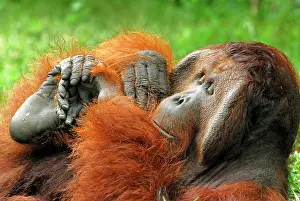 Utan: Borneo Orangutan - old male