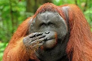 Borneo: Borneo Orangutan - old male
