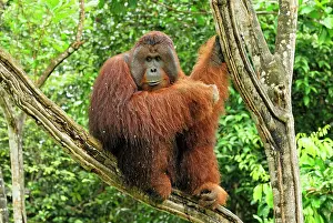 Borneo: Borneo Orangutan - old male