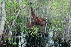 Foundation: Borneo Orangutan (Pongo pygmaeus) and baby