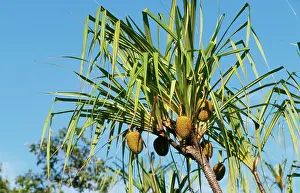 Pandanus: BORNEO - Pandanus
