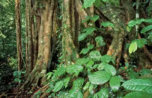 Figs: BORNEO - Primary Rainforest, Strangler fig