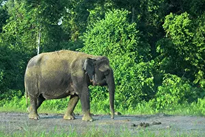 Borneensis: Borneo Pygmy Elephant - endemic