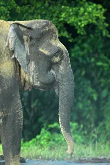 Borneensis: Borneo Pygmy Elephant - endemic