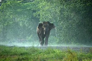 Borneensis: Borneo Pygmy Elephant - endemic
