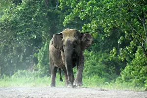 Borneensis: Borneo Pygmy Elephant - endemic