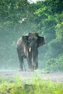 Borneensis: Borneo Pygmy Elephant - male endemic