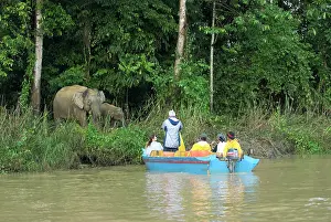Photographing: Borneo Pygmy Elephants - endemic.Tourists photographing