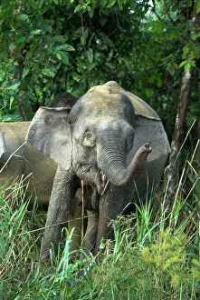 Borneensis: Borneo Pygmy Elephants - endemic, feeding at the waters edge
