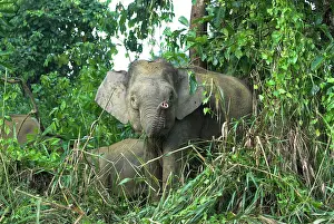 Borneensis: Borneo Pygmy Elephants - endemic, feeding at the