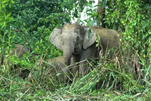 Borneensis: Borneo Pygmy Elephants - endemic, feeding at the