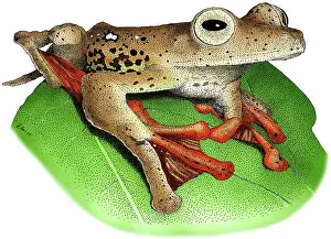 Pardalis: Borneo Red Flying Frog