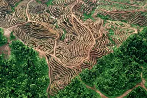 Commerical: Borneo - Sabah - Oil palm plantations & remnant of rainfores