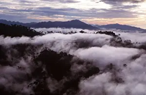 Tranquillity: Borneo - Tropical Rainforest, in morning mist