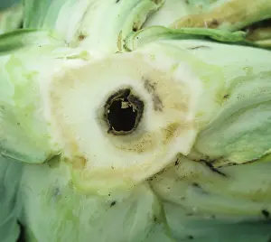 Hollow: Boron deficiency in Cauliflower