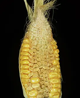 Trace: Boron deficiency symptoms on corn