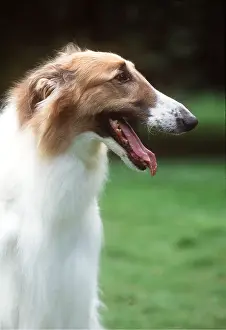 Borzoi: BORZOI DOG - head, in side view