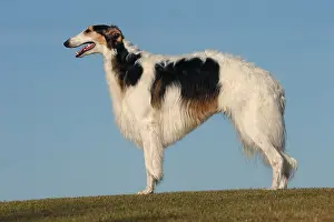 Wolfhound: Borzoi dog outdoors