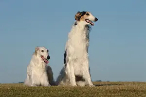 Wolfhound: Borzoi dog outdoors