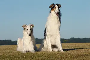 Wolfhound: Borzoi dog outdoors