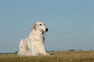 Wolfhound: Borzoi dog outdoors