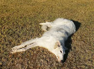 Wolfhound: Borzoi dog outdoors