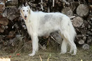 Wolfhound: Borzoi dog outdoors
