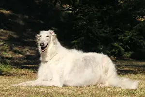 Wolfhound: Borzoi dog outdoors