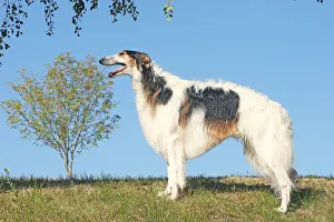 Wolfhound: Borzoi dog outdoors