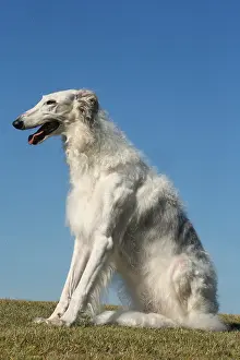 Wolfhound: Borzoi dog outdoors