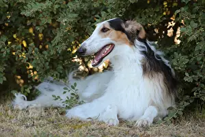 Wolfhound: Borzoi dog outdoors