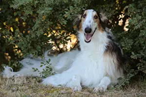 Wolfhound: Borzoi dog outdoors