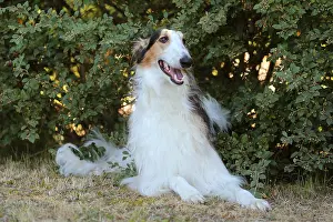 Wolfhound: Borzoi dog outdoors