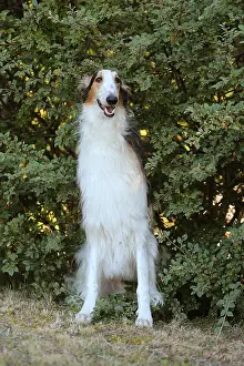 Wolfhound: Borzoi dog outdoors