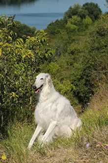 Wolfhound: Borzoi dog outdoors
