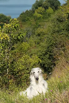 Wolfhound: Borzoi dog outdoors