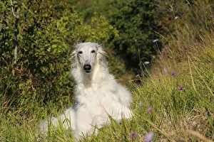 Wolfhound: Borzoi dog outdoors