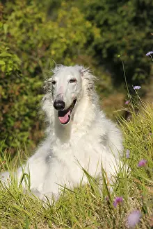 Wolfhound: Borzoi dog outdoors